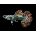 Poecilia Reticulata - Assorted Guppy