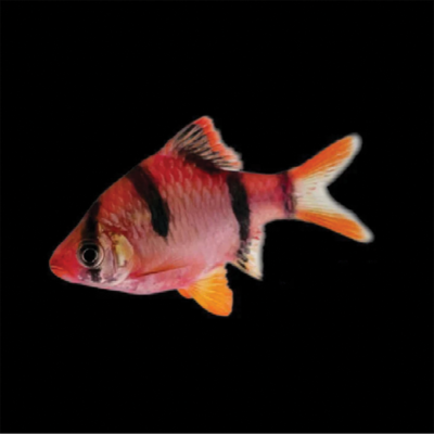 Puntigrus Tetrazona - Strawberry Red Tiger Barbs