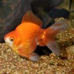 Goldfish Ryukin Assorted (Carassius auratus)