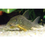Corydoras Sterbai