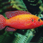 Hemichromis Bimaculatus - Jewel Cichlid Shortbody