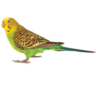 Melopsittacus Undulates – Budgerigar Mix