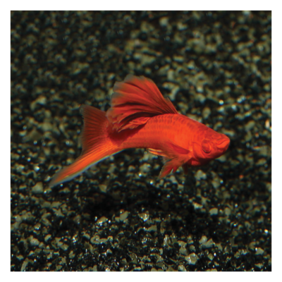 Blood Red Swordtail( Xiphophorus hellerii)