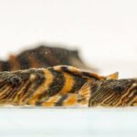 TIGER PLECO L397